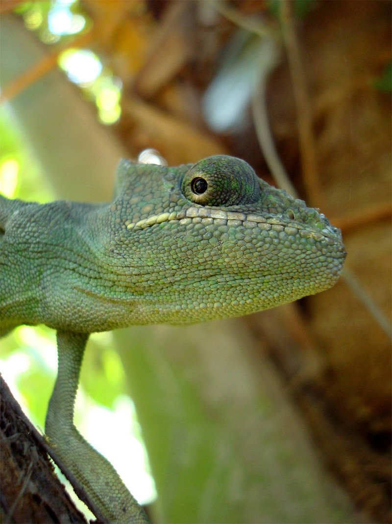Mayotte Leon_110