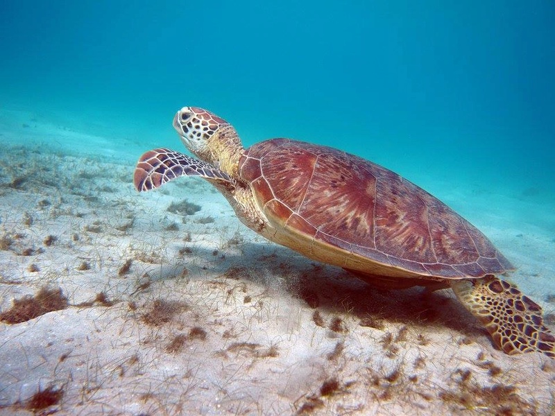 Mayotte Tortue12