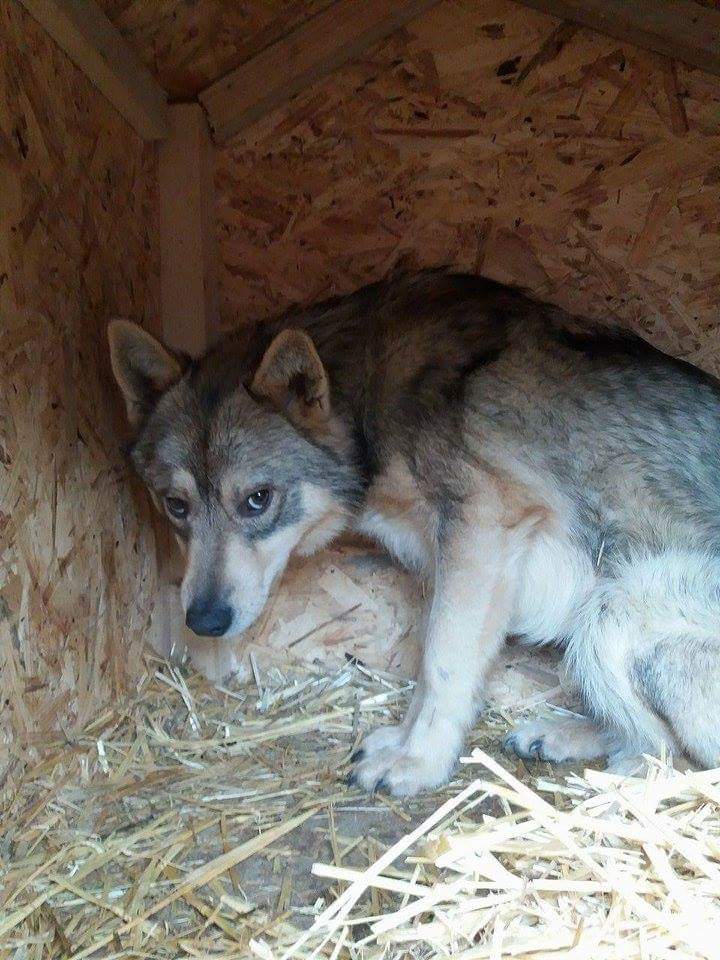 MOON (ex WOLFI) M-X, taille moyenne, né 2014 (TAMARA FOURRIERE) Pris en charge Ferme des Rescapés Fb_im391