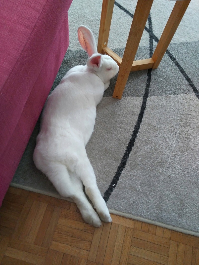 [White Rabbit] Django, jeune lapin de laboratoire à parrainer 21674910