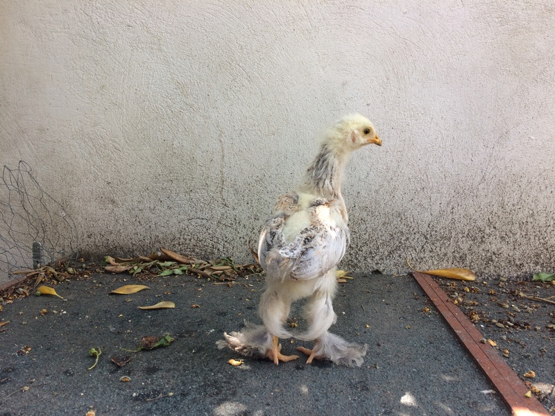 Question sexage et variété poussins Brahma Désiré(e) et Patience  Img_2012