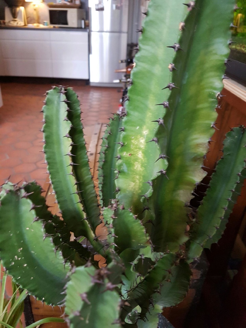 Cactus malade? Img_4510