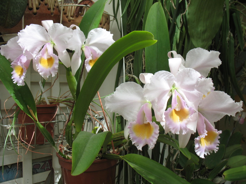 Cattleya schroederae Img_2910