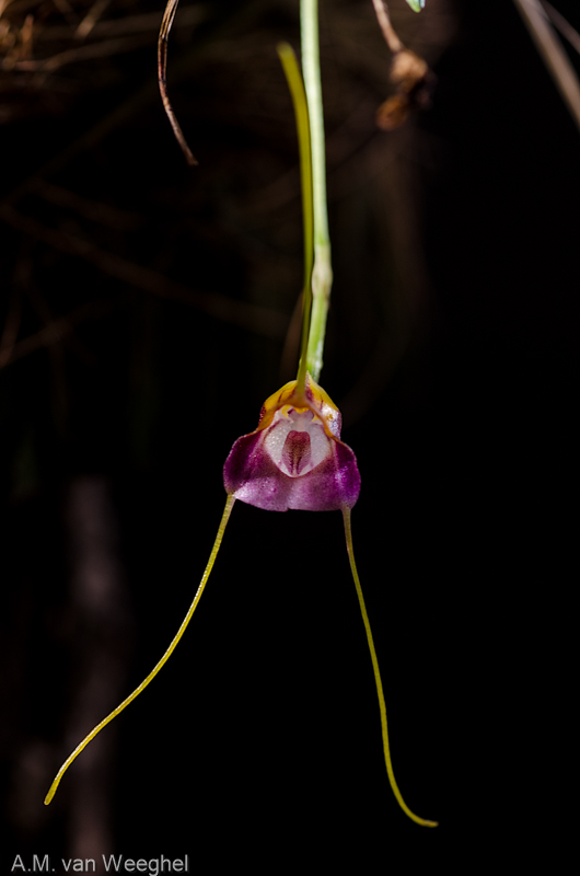 Masdevallia patriciana Masdev19