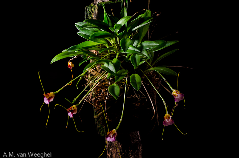 Masdevallia patriciana Masdev21