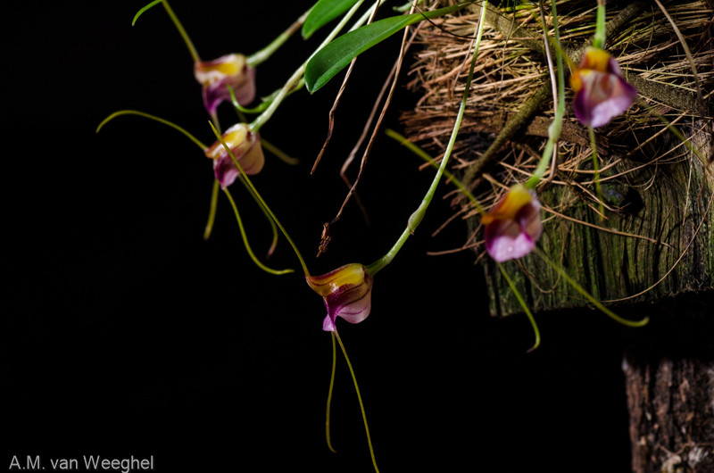 Masdevallia patriciana Masdev22