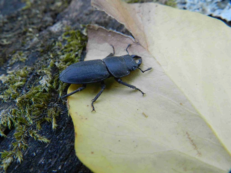 [Dorcus parallelipipedus] Lucanidae Dscn4217