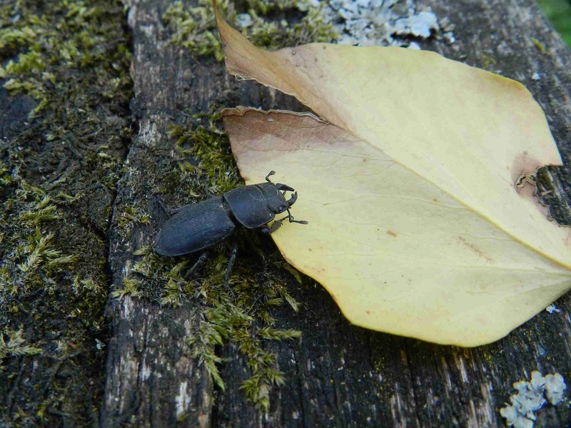 [Dorcus parallelipipedus] Lucanidae Dscn4218