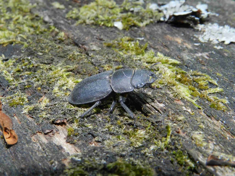 [Dorcus parallelipipedus] Lucanidae Dscn4219