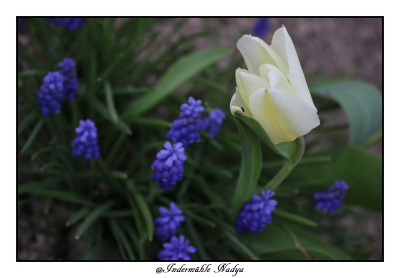 Les tulipes Img_3918