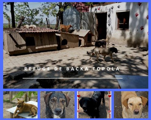 Compte à rebours pour les chiens de Backa Topola (Etela) - juin 2017 Backa11