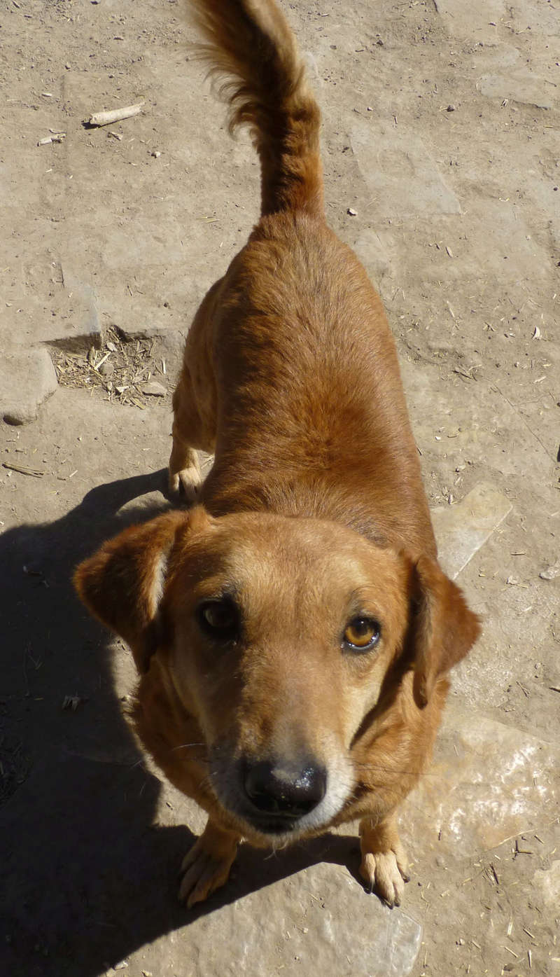 gordana - IZBA F-X, taille moyenne, env. 16 kg, née 2013 Ancien de backa (PENSION GORDANA) NON ADOPTABLE Izba310