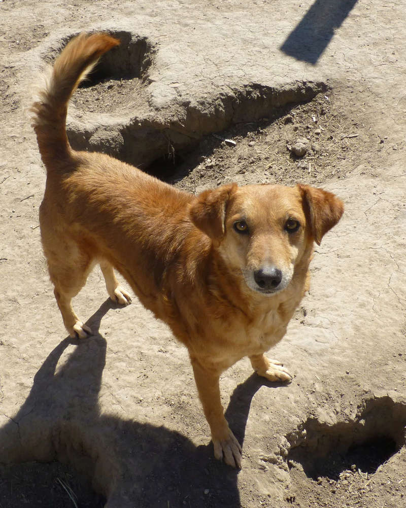 gordana - IZBA F-X, taille moyenne, env. 16 kg, née 2013 Ancien de backa (PENSION GORDANA) NON ADOPTABLE Izba410