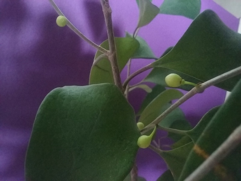 Ficus deltoidea 20170611