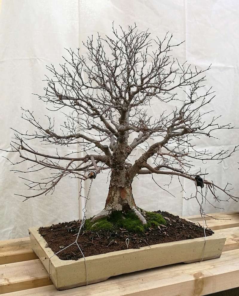 Zelkova Serrata 05-03-18