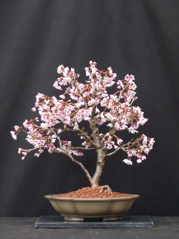 Spring flowering bonsai Fuji_c13