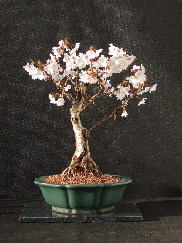 Spring flowering bonsai Large_11