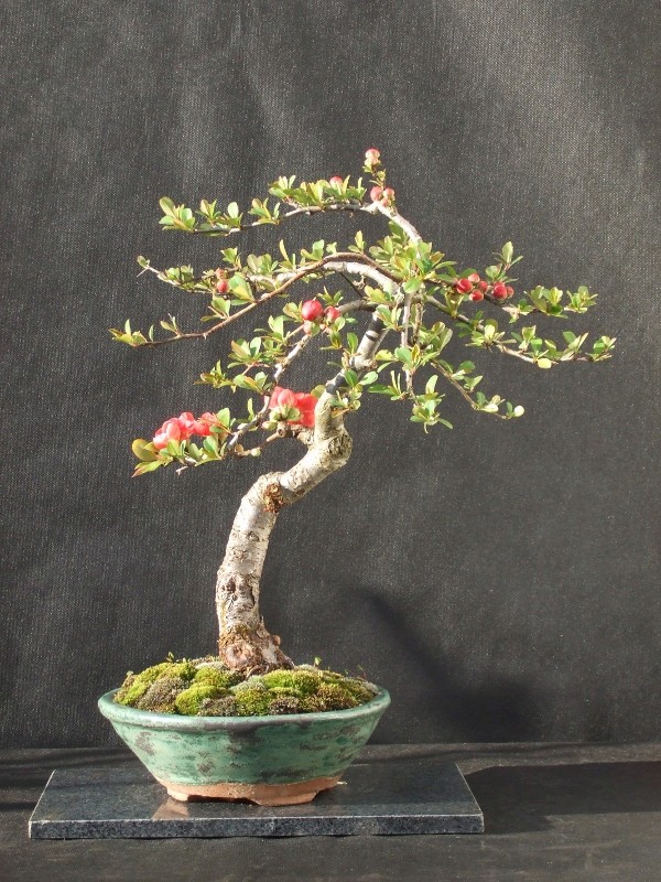 Spring flowering bonsai Quince12