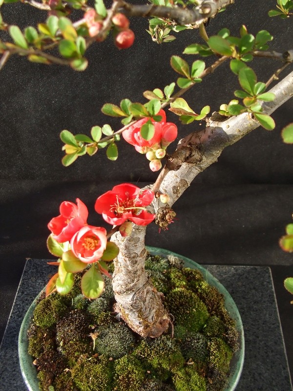 Spring flowering bonsai Quince13
