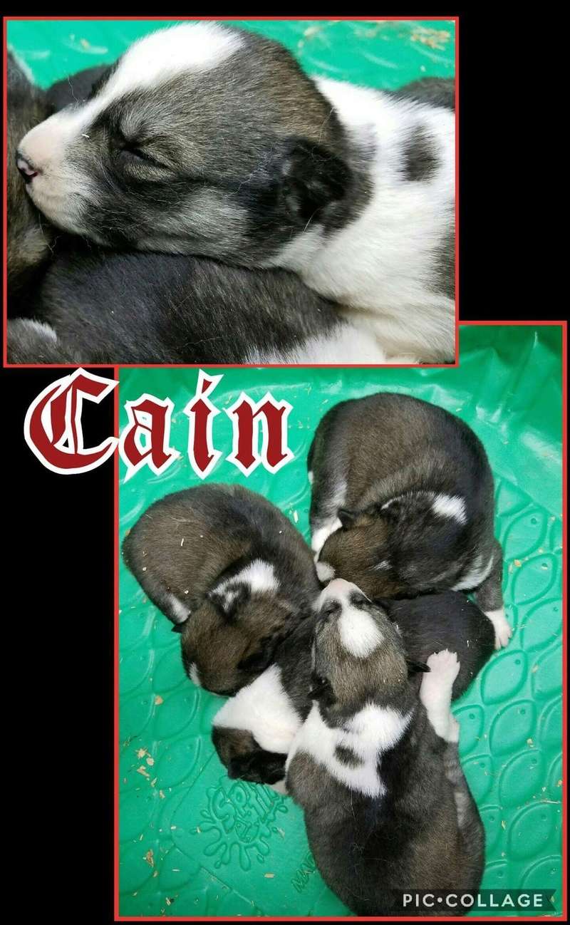 2 - Introducing Cain! Cain_210