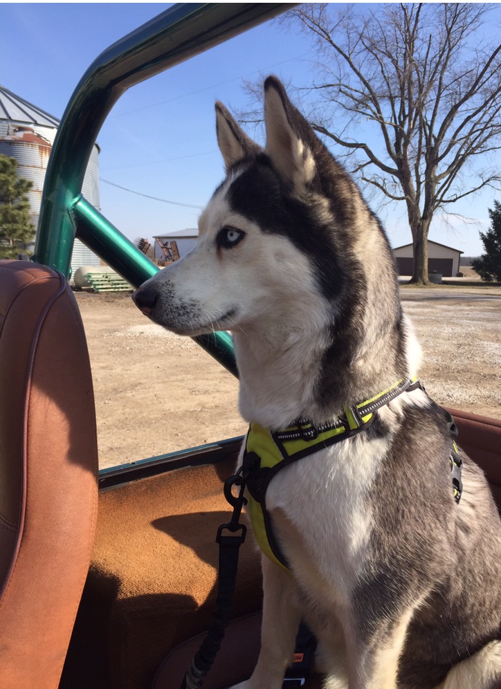 Topics tagged under 2 on It's a Husky Thing - Siberian Husky Forum Suka_j10