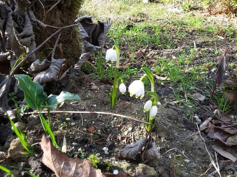 Erste Frühlingsboten im Garten und in Wald und Flur - Seite 44 20170213