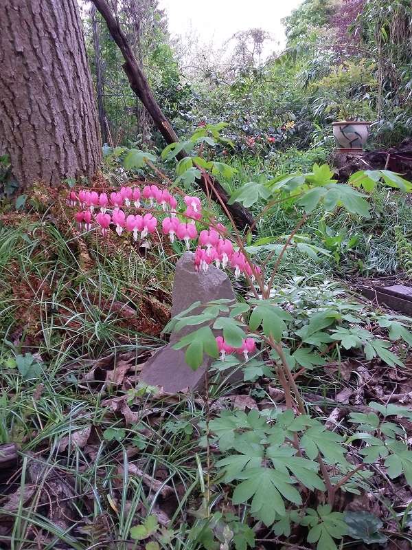 Erste Frühlingsboten im Garten und in Wald und Flur - Seite 52 Dicent10