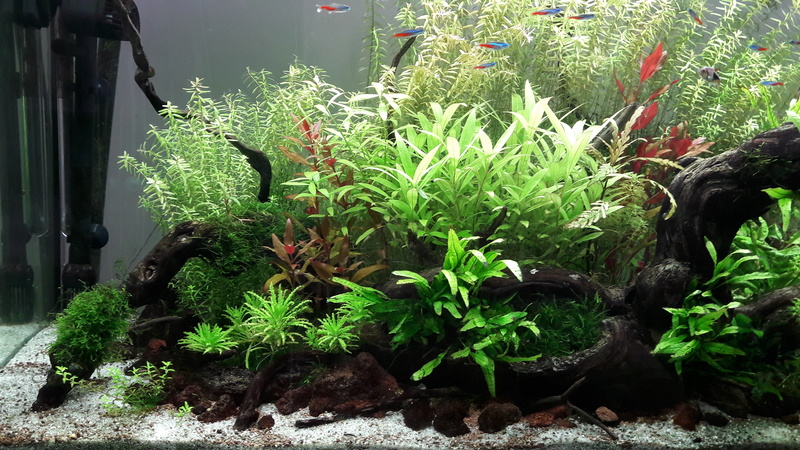 Lancement d'un bac 300l Aquascaping [Nowis06] - Page 9 20170614