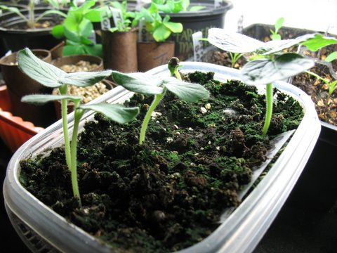 Anyone grow okra? - Page 3 Img_3710