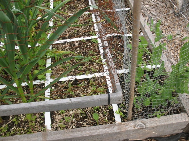 cage with trelis Img_3911