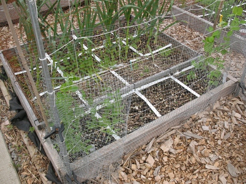cage with trelis Img_3912
