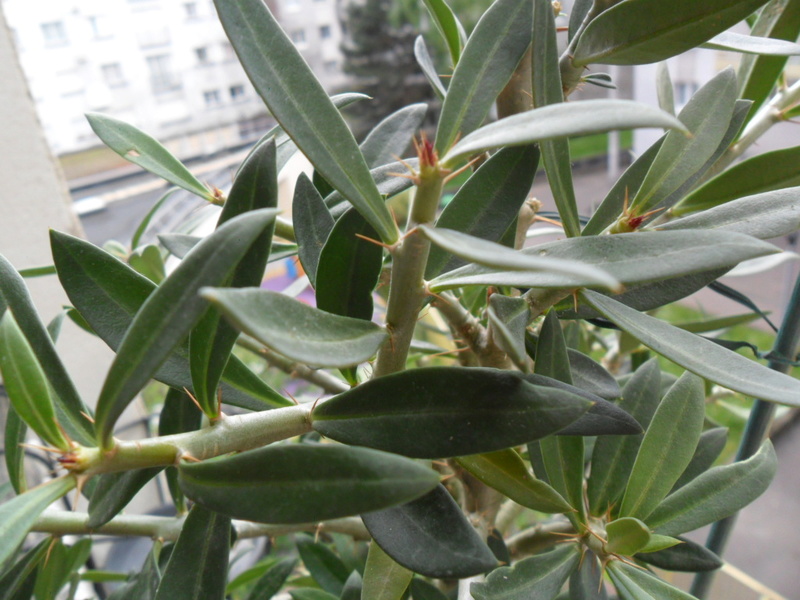 Pachypodium bispinosum - Page 8 Sam_6512