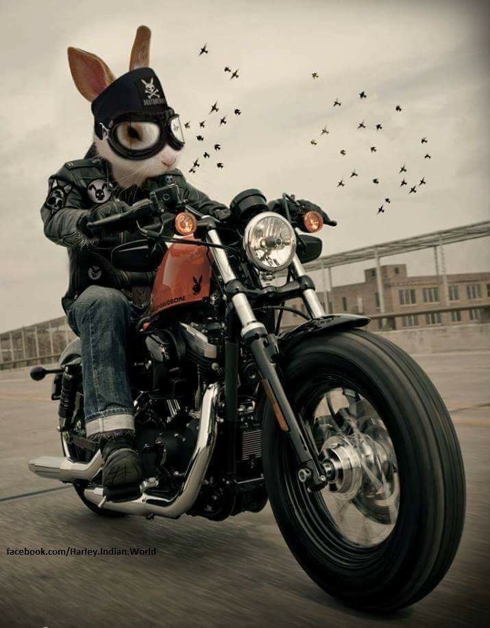 Humour en image du Forum Passion-Harley  ... - Page 30 Img_5324