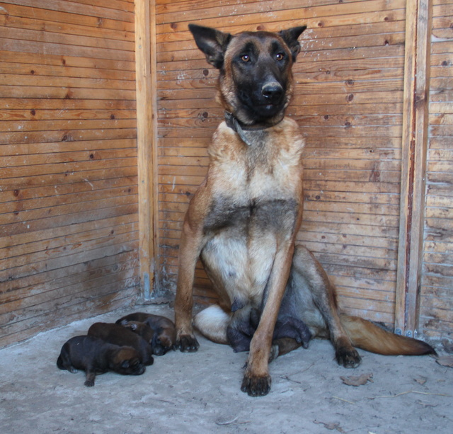 HOLLY, type malinoise, 3 ans - F Img_4341