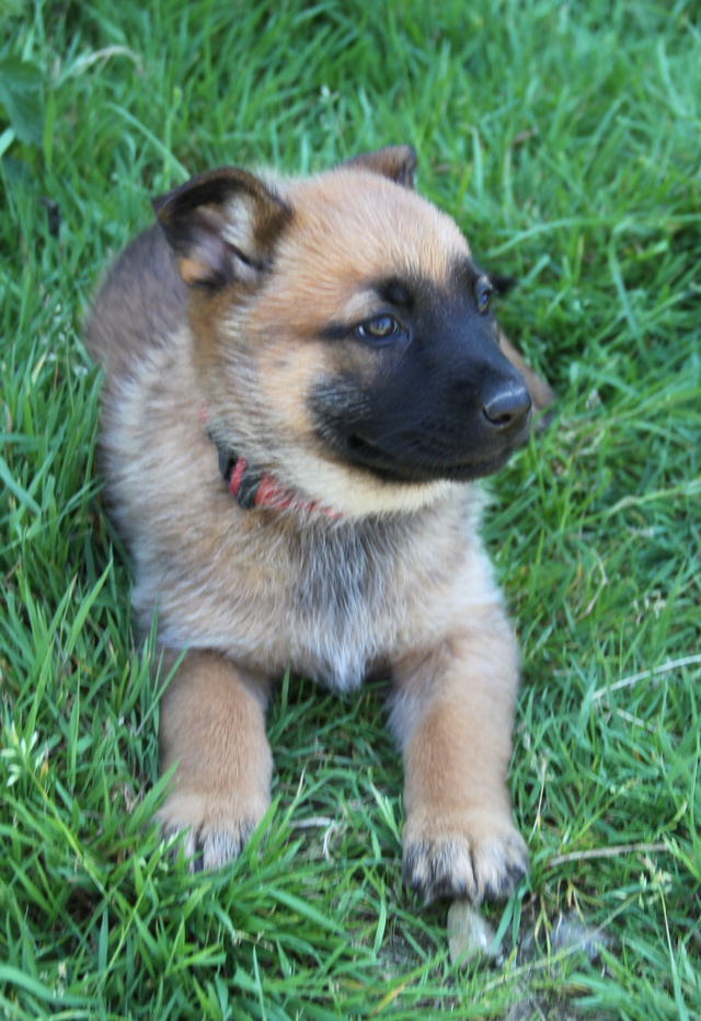 NIKKY, chiot croisé malinois 2 mois - F Img_4424