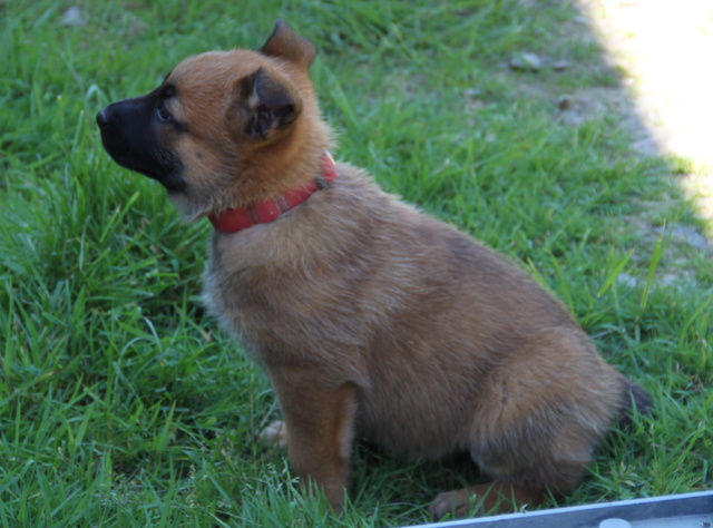 NIKKY, chiot croisé malinois 2 mois - F Img_4425