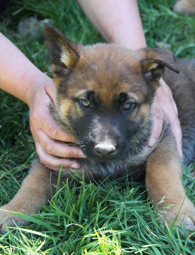 NELSON,  x malinois ba  1 an - M Img_4430