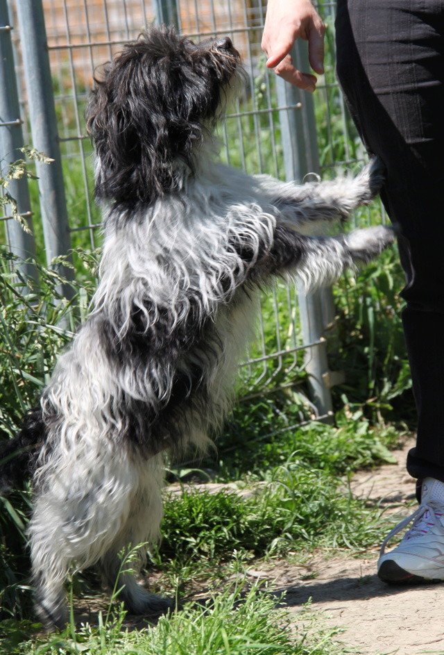 TOBI, croisé griffon 2,5 ans - M Img_4514