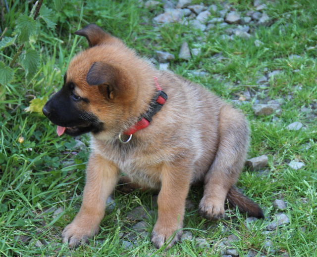 NIKKY, chiot croisé malinois 2 mois - F Img_4516