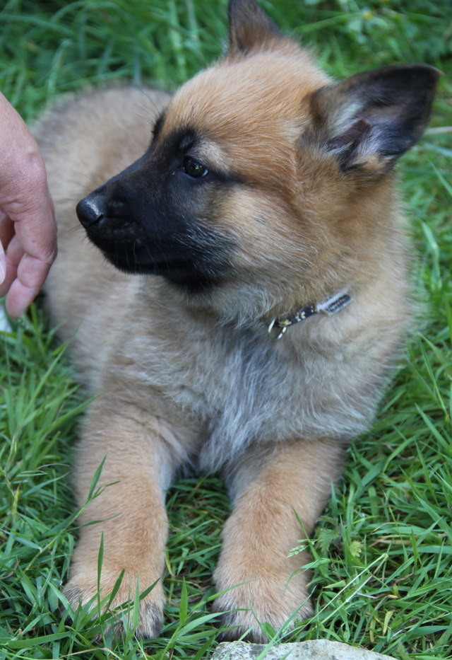 NUTS, chiot x malinois - 2 mois - M Img_4522