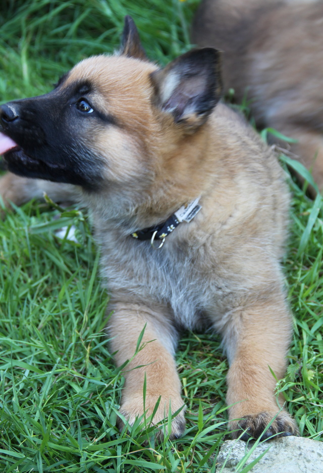 NUTS, chiot x malinois - 2 mois - M Img_4523