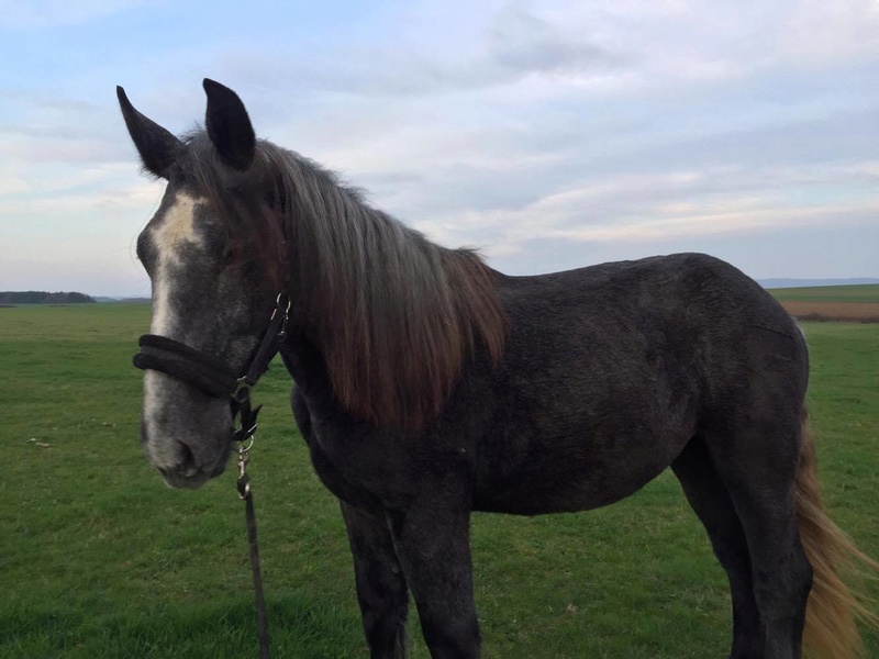 (Dept 87) FALCO DES FONTS - Percheron PP - Sauvé par Amandine_Framboise (Décembre 2015) - Page 18 210