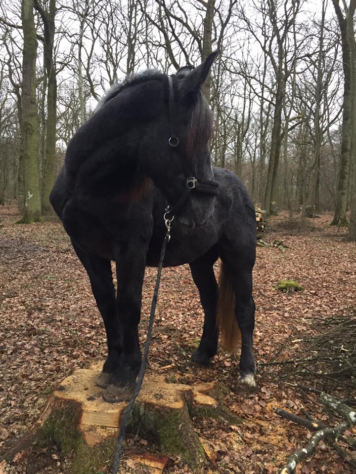 (Dept 87) FALCO DES FONTS - Percheron PP - Sauvé par Amandine_Framboise (Décembre 2015) - Page 17 Falco110