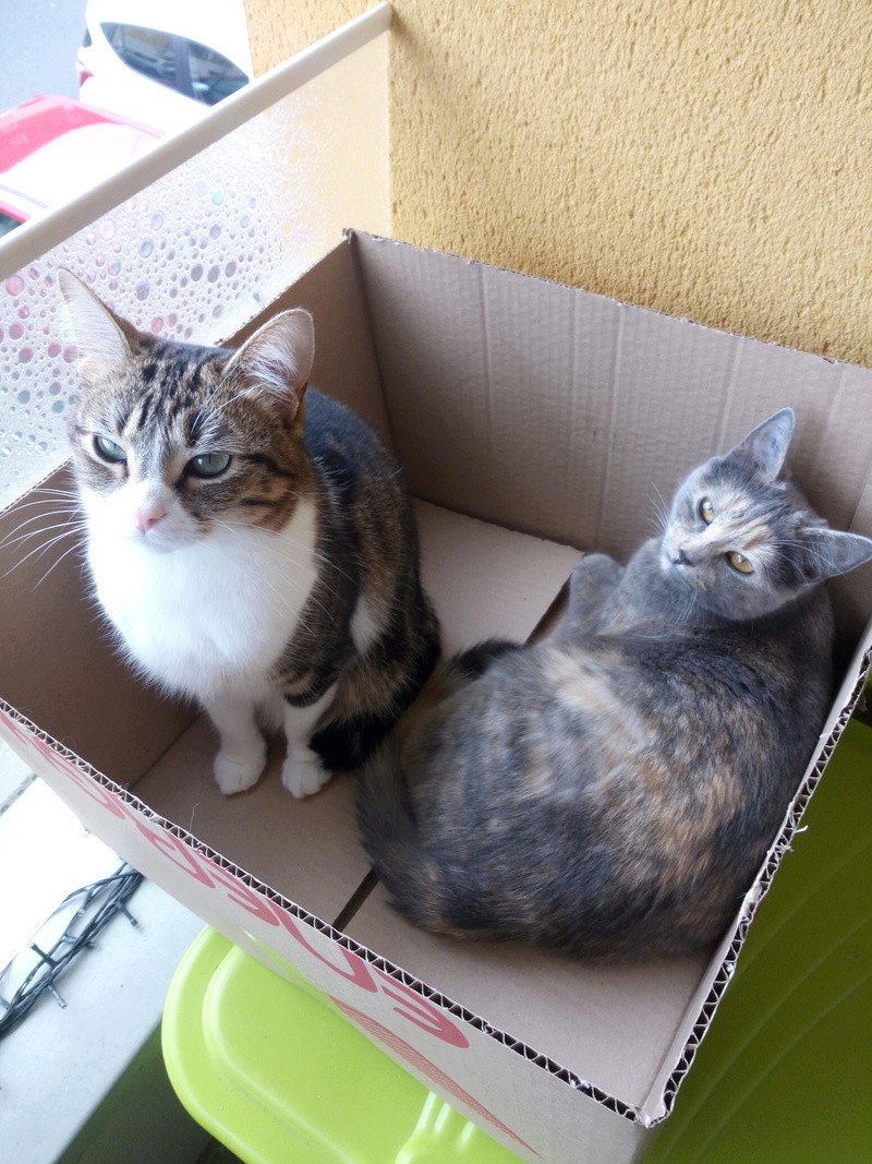 CROKETTA & TCHOUPITA adoptées Img_2015