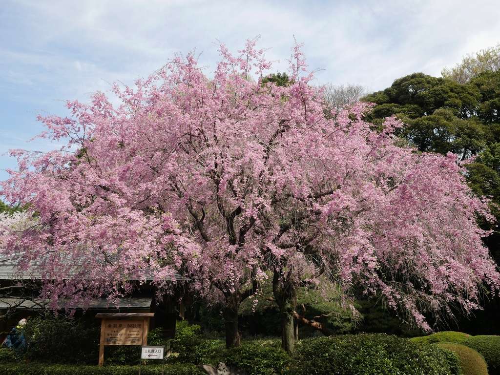 Cerisiers du jardin Shinjuku-Gyoen P1030114