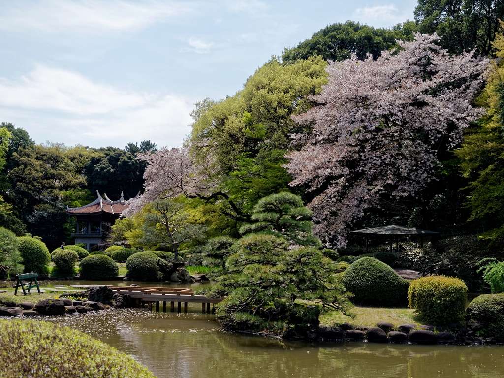 Cerisiers du jardin Shinjuku-Gyoen P1030210