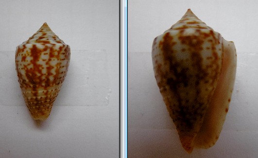 Conus (Splinoconus) boeticus   Reeve, 1844 Conus_11