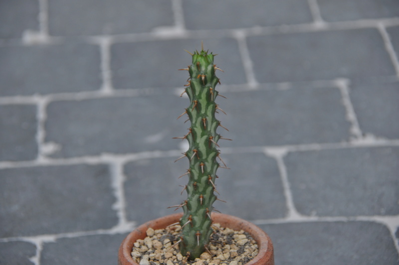 Euphorbia erigavoensis Dsc_0255