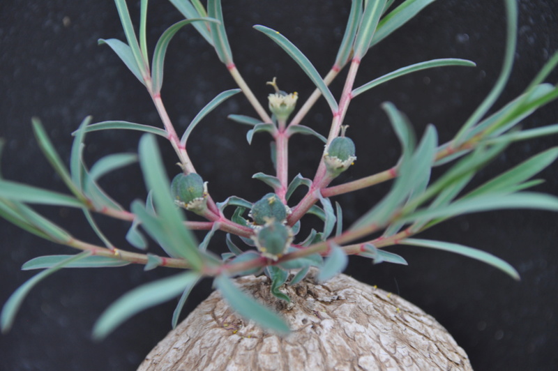 Euphorbia trichadenia - Page 2 Dsc_0313