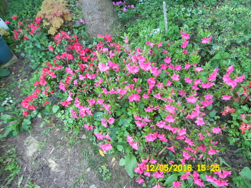 chez batouran...des fleurs ... de la couleur...au plaisir de voir - Page 2 Sam_0425